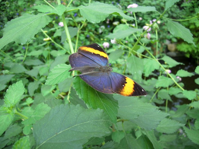 Schmetterlinge Friedrichsruh