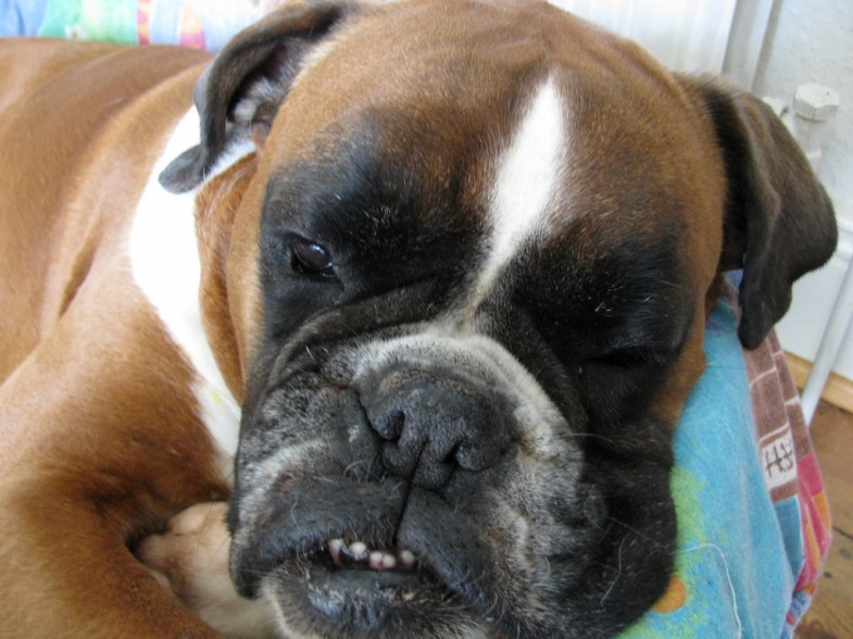 Boxer