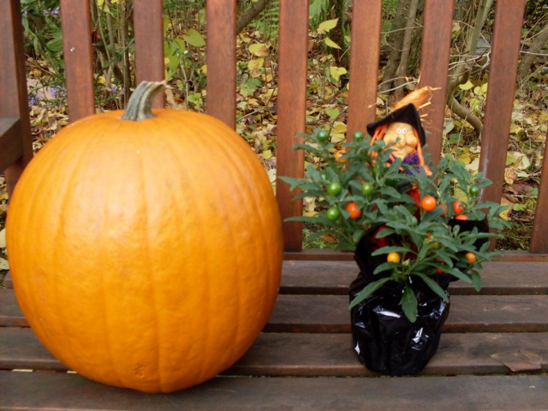 Halloween Kürbis pumpkin