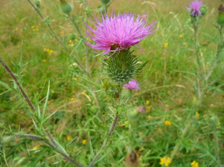 Mariendistel