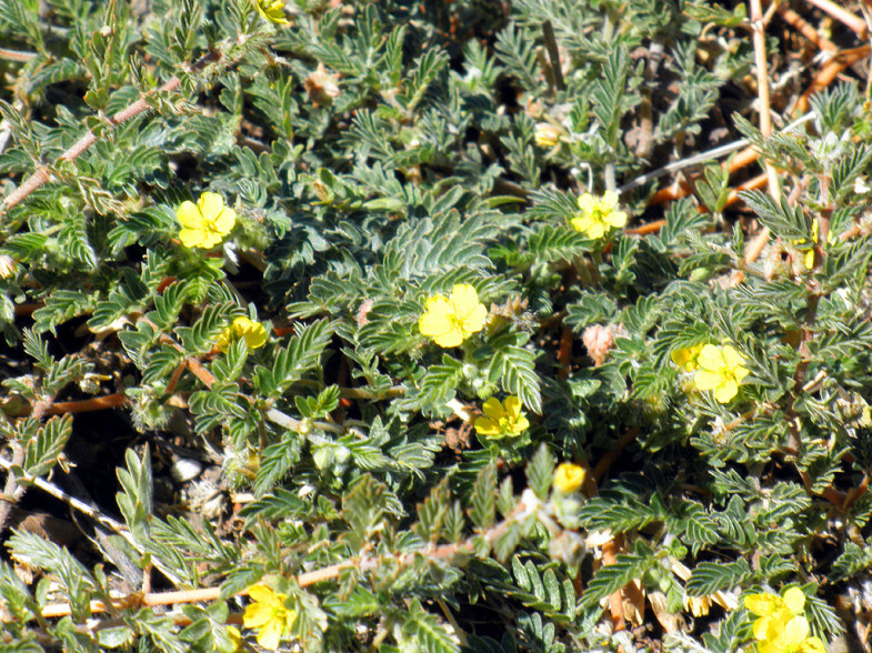 Tribulus Terrestris