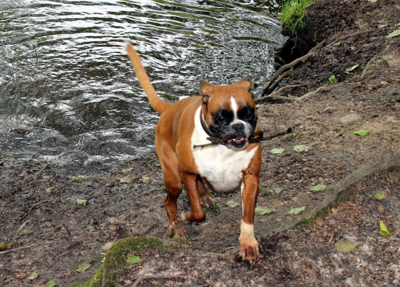 Boxer Hunde