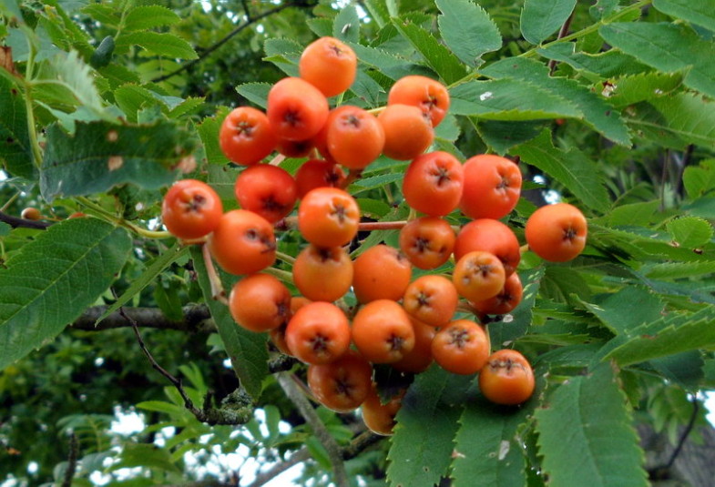 Vogelbeeren